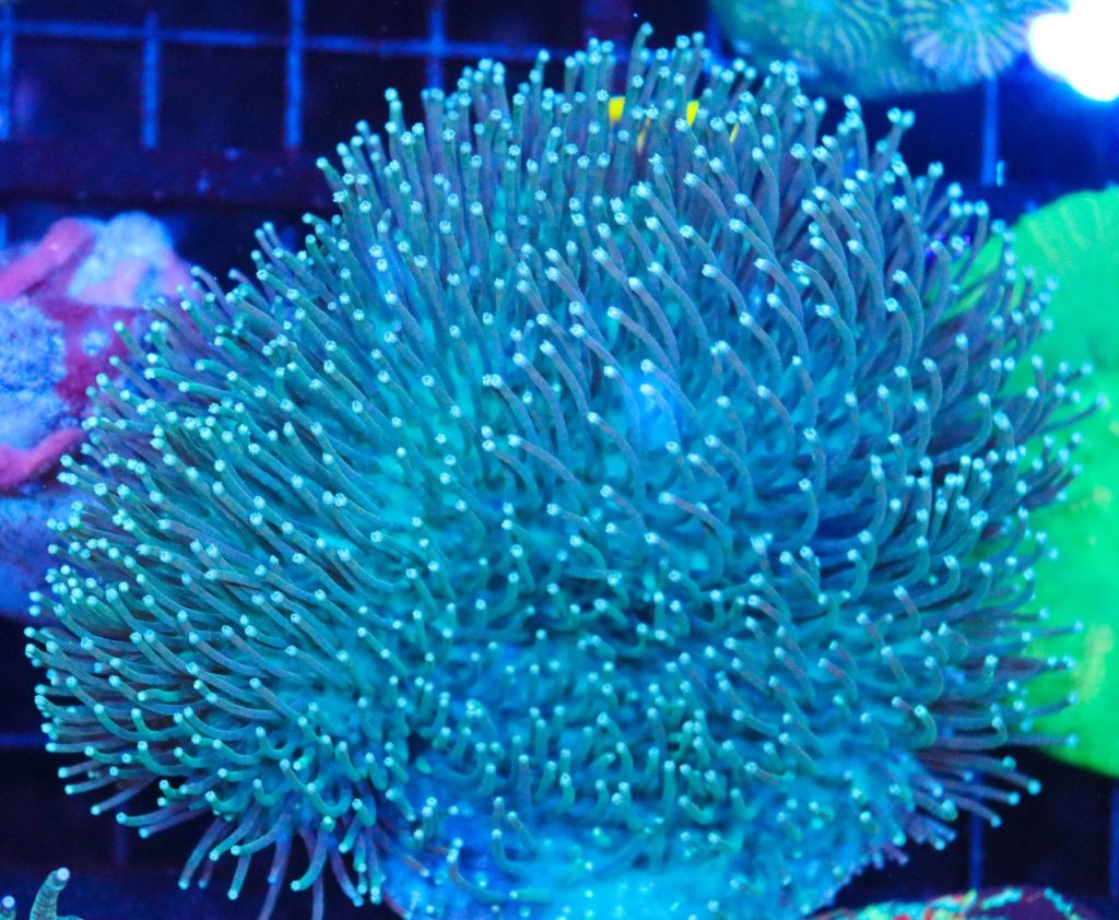 Frag Box Corals