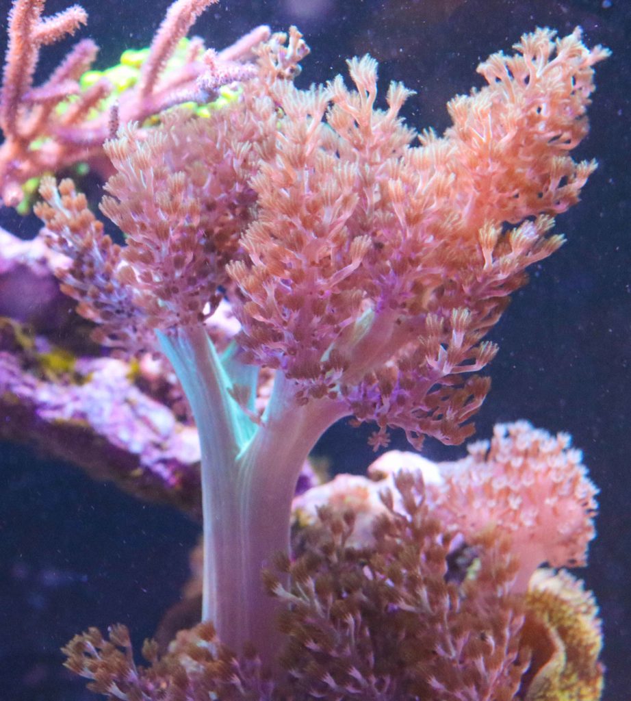 Frag Box Corals