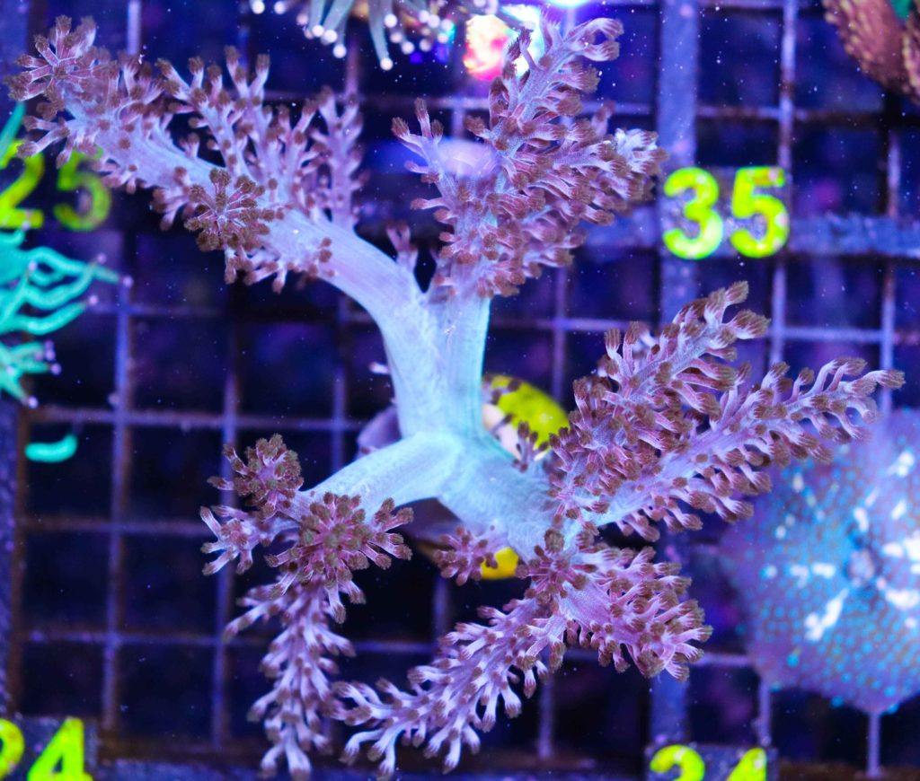 Frag Box Corals