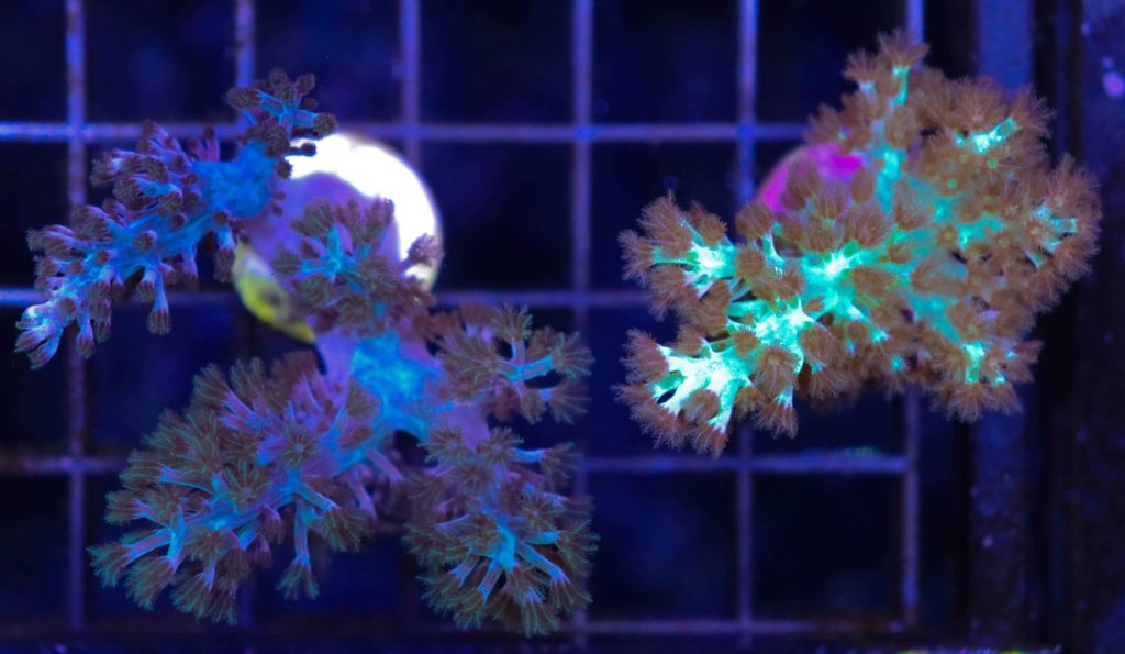 Frag Box Corals