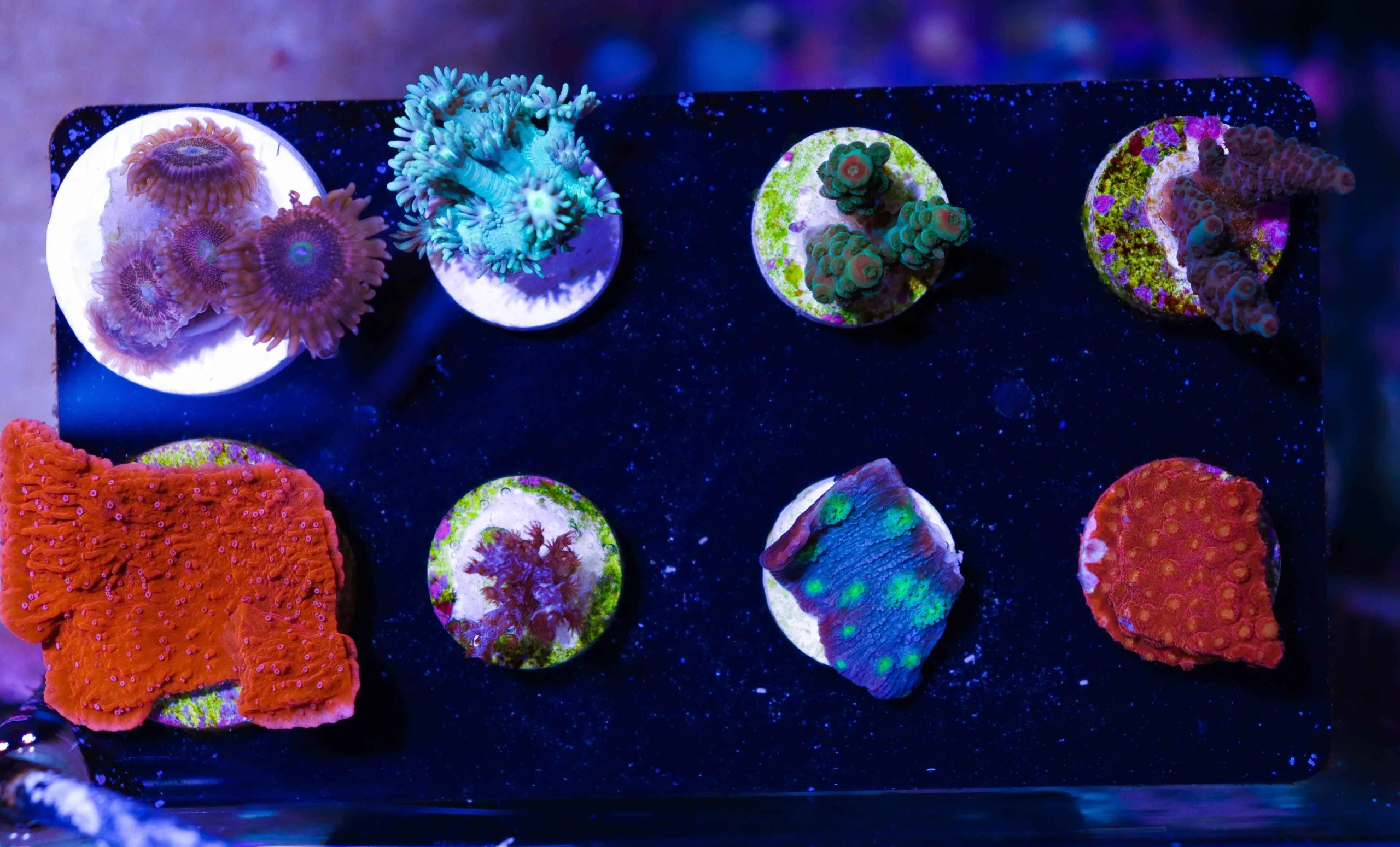 Frag Box Corals