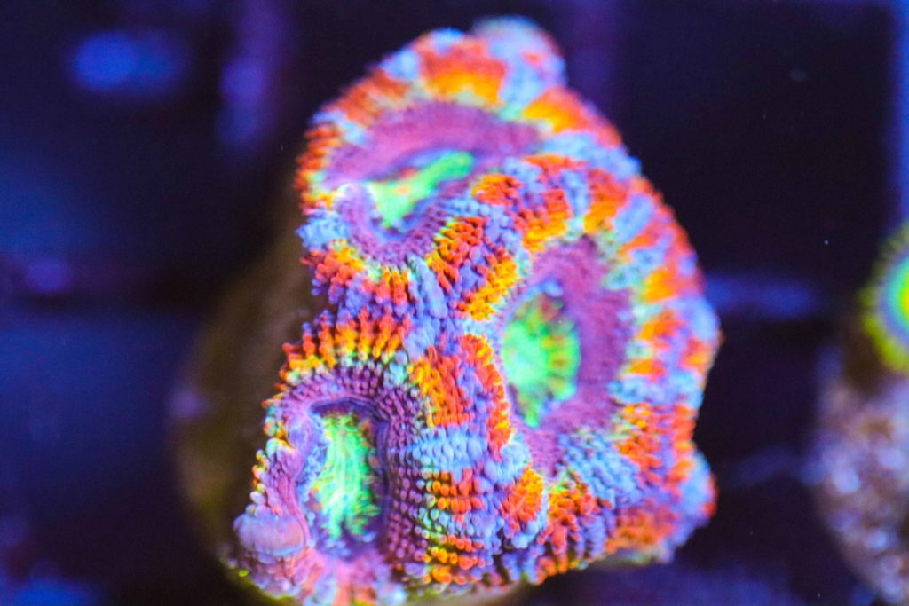 Frag Box Corals