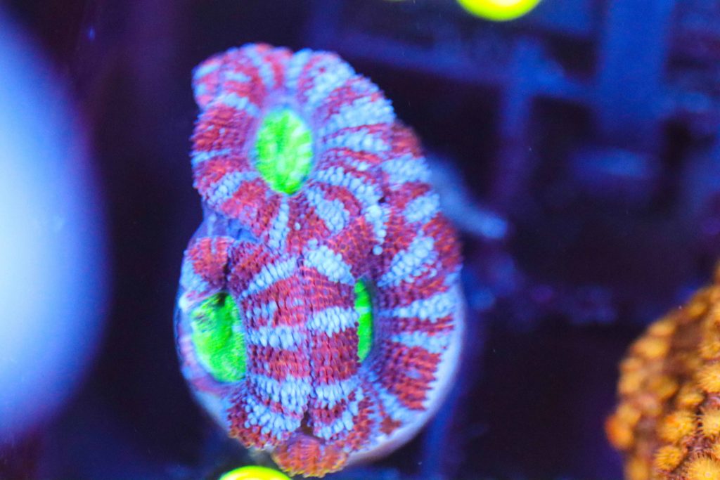 Frag Box Corals