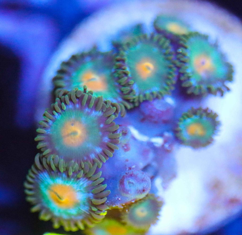 Frag Box Corals