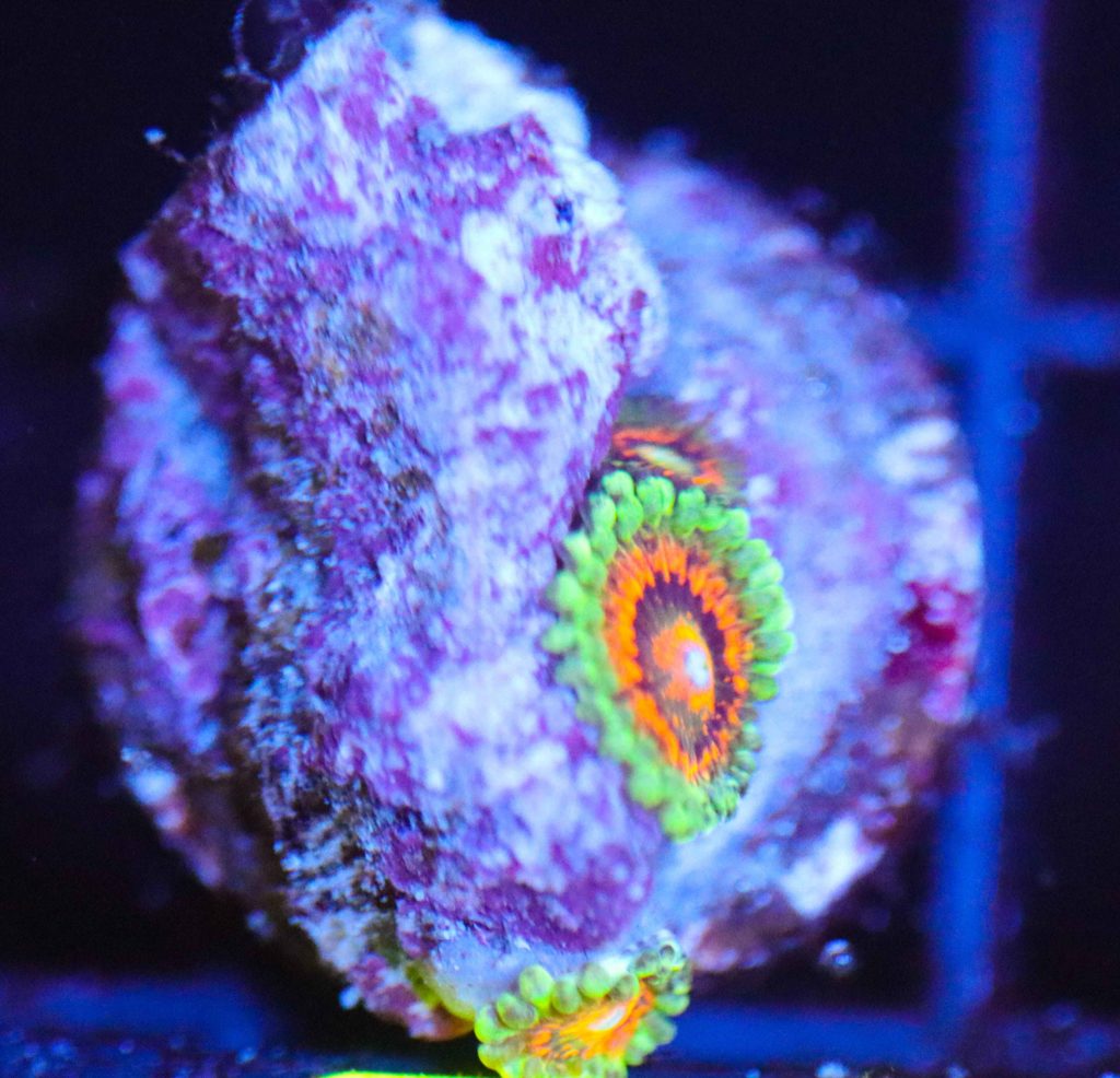 Frag Box Corals