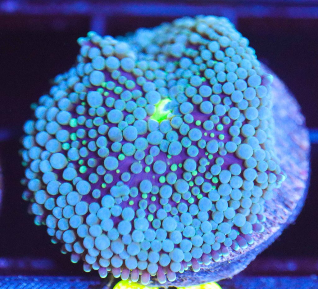 Frag Box Corals