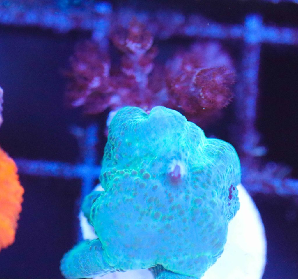 Frag Box Corals