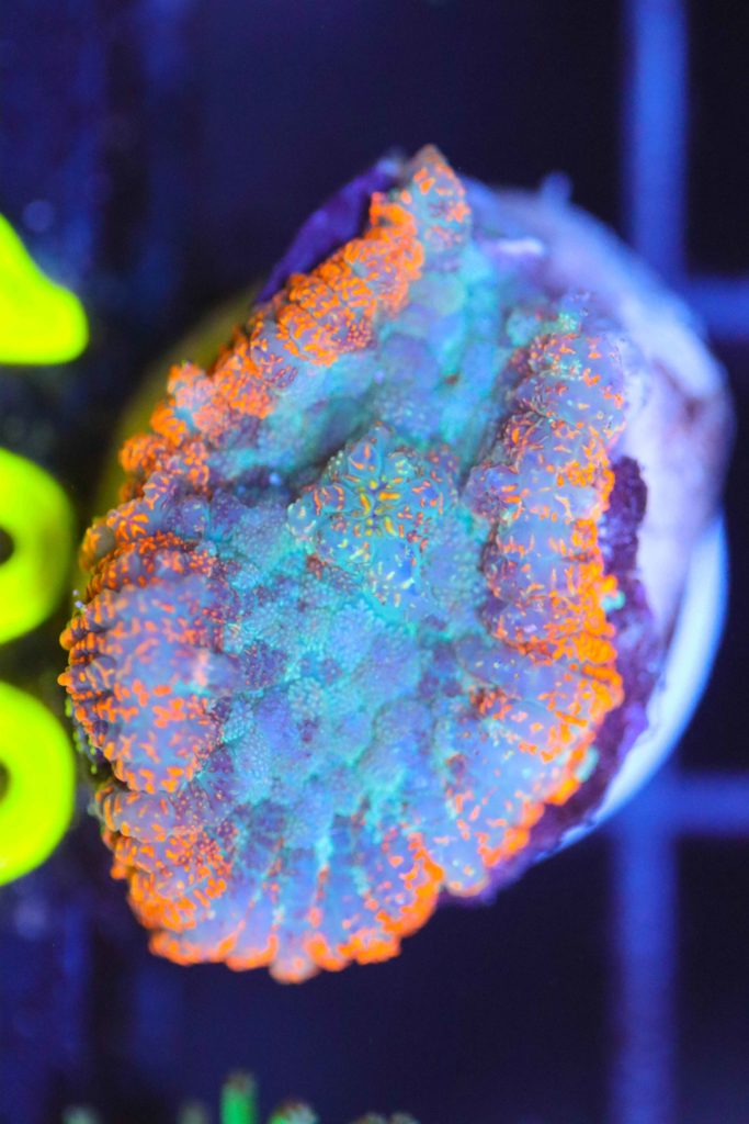 Frag Box Corals