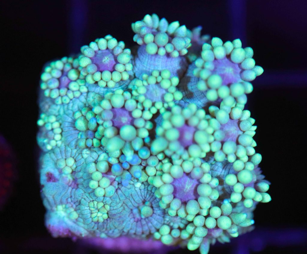 Frag Box Corals