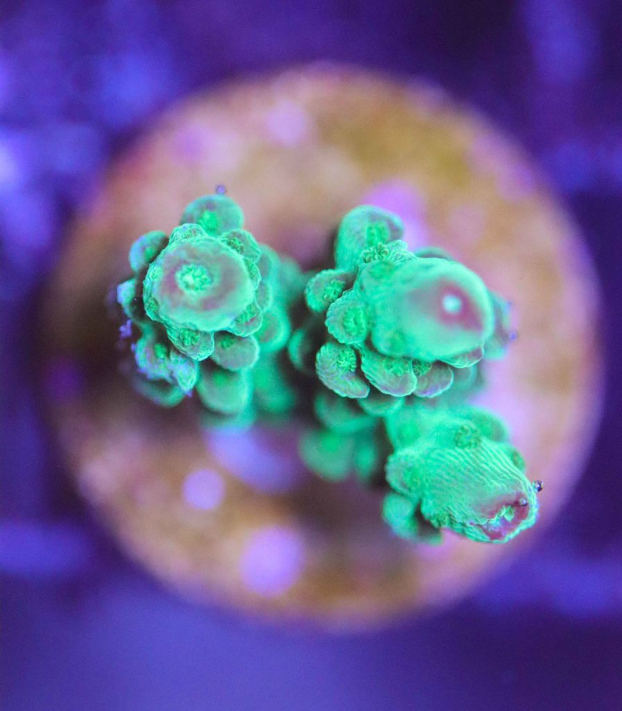 Frag Box Corals