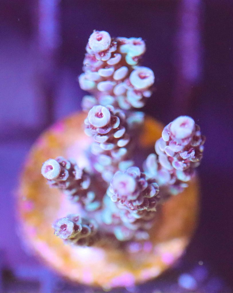 Frag Box Corals