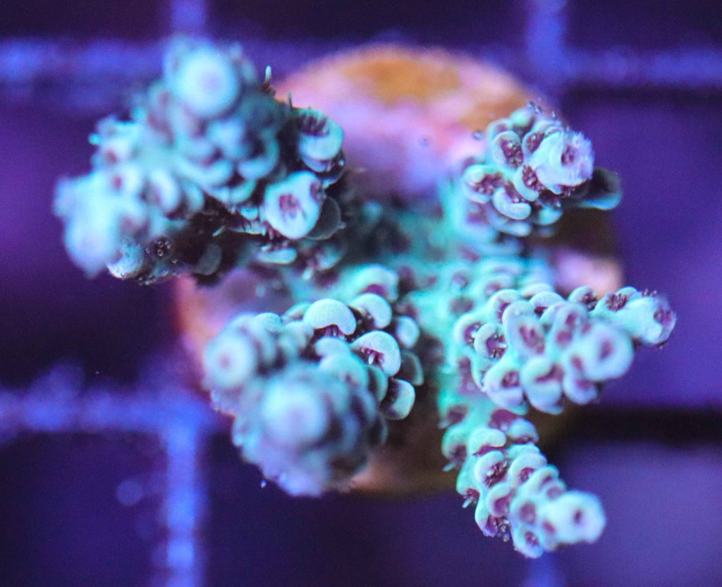 Frag Box Corals