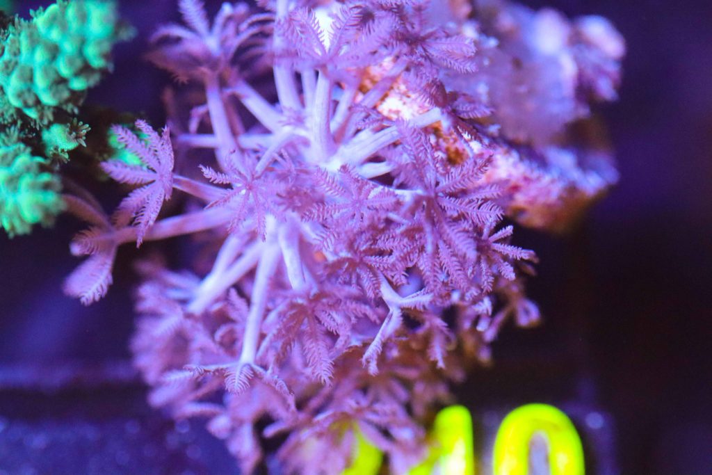 Frag Box Corals