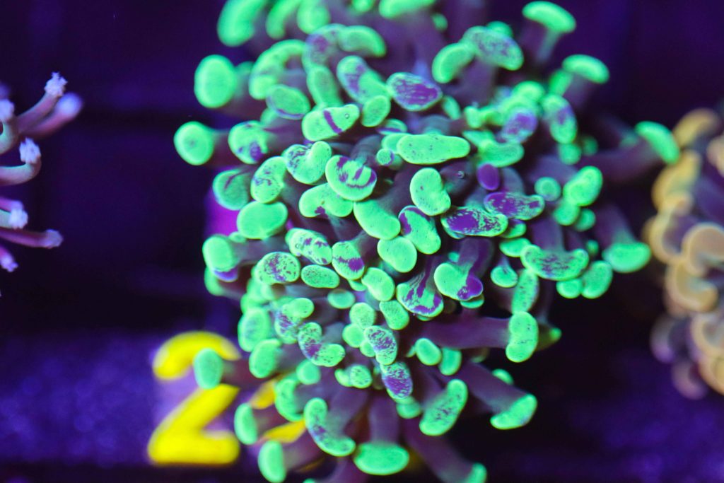 Frag Box Corals
