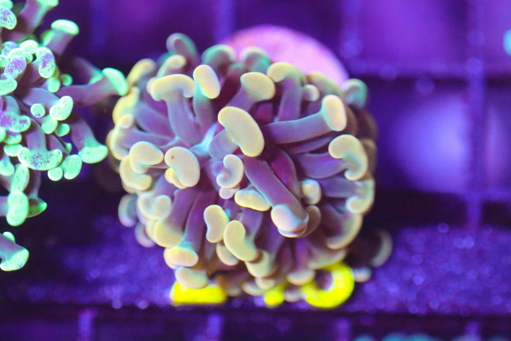 Frag Box Corals