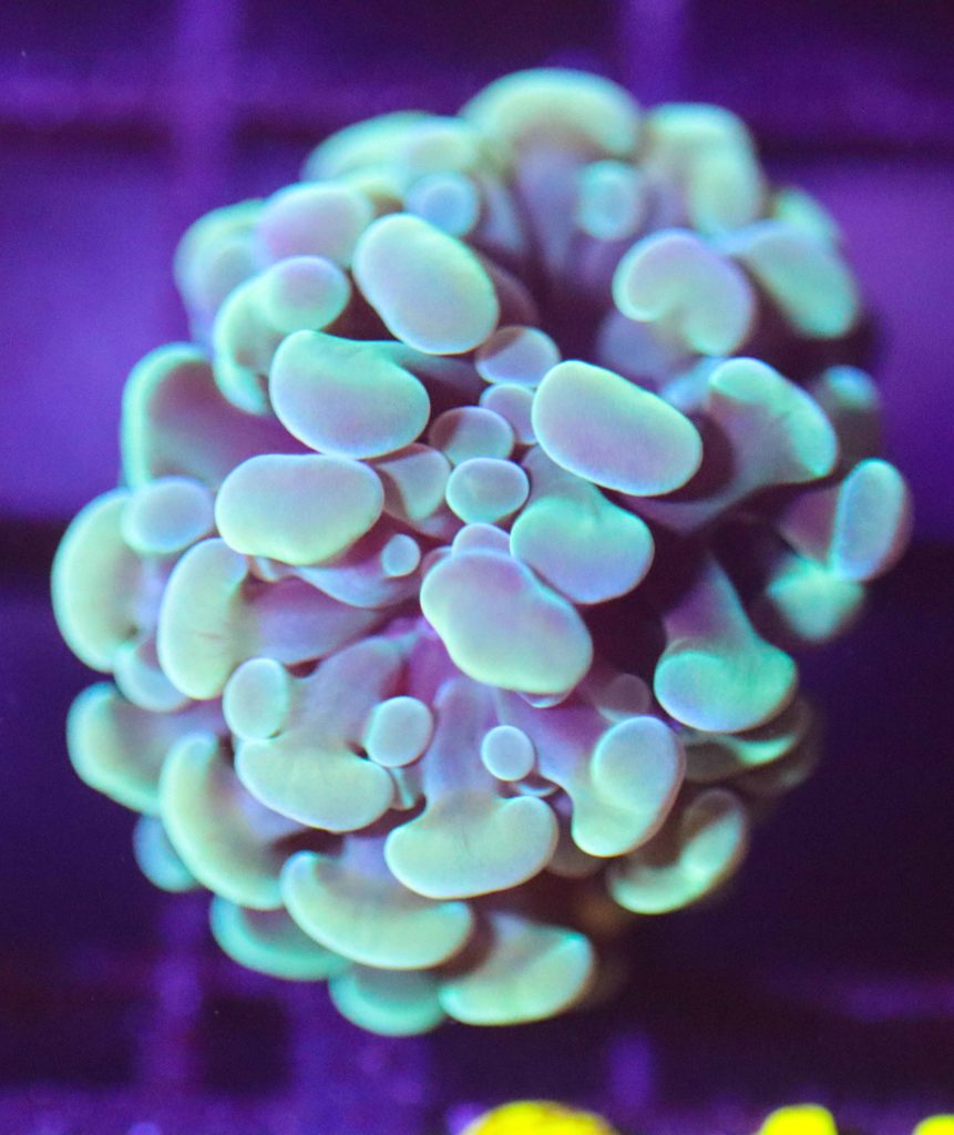 Frag Box Corals