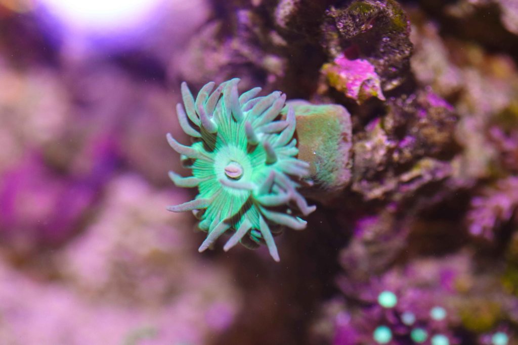 Frag Box Corals