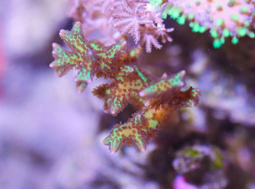 Frag Box Corals