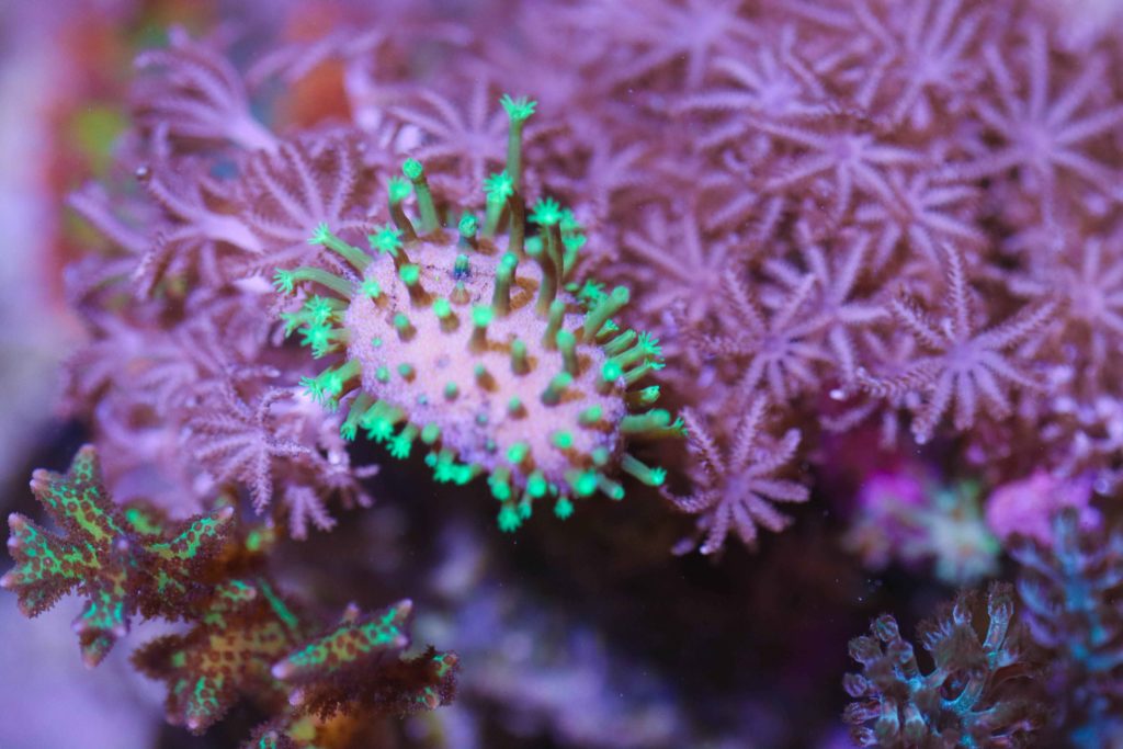Frag Box Corals