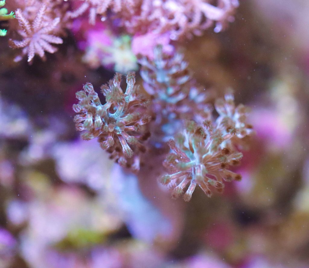 Frag Box Corals