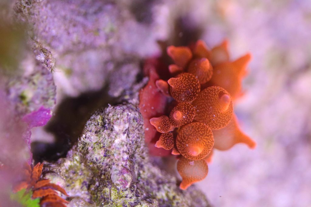 Frag Box Corals