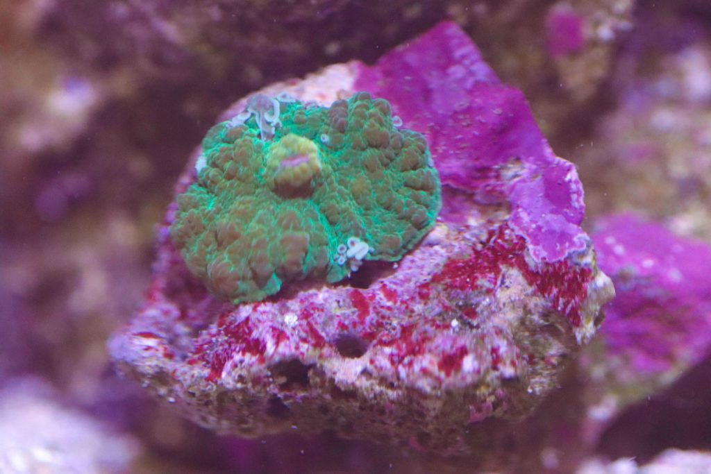 Frag Box Corals