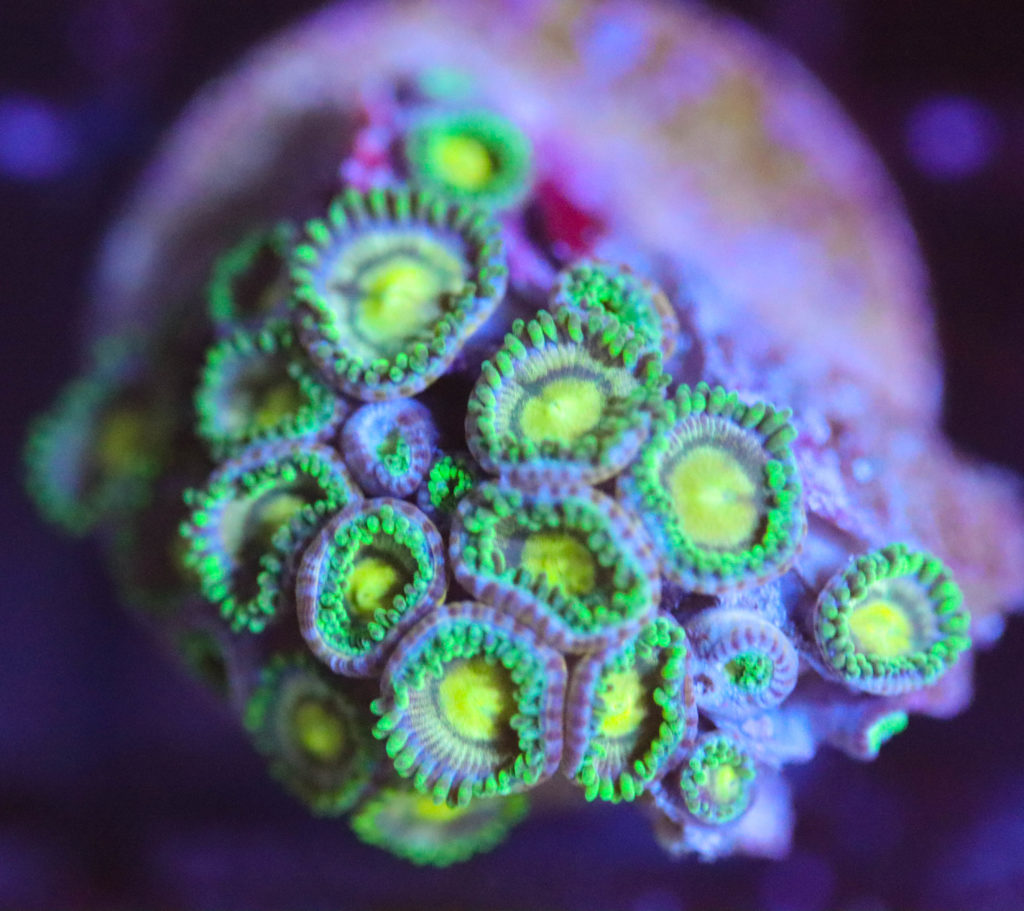 Frag Box Corals