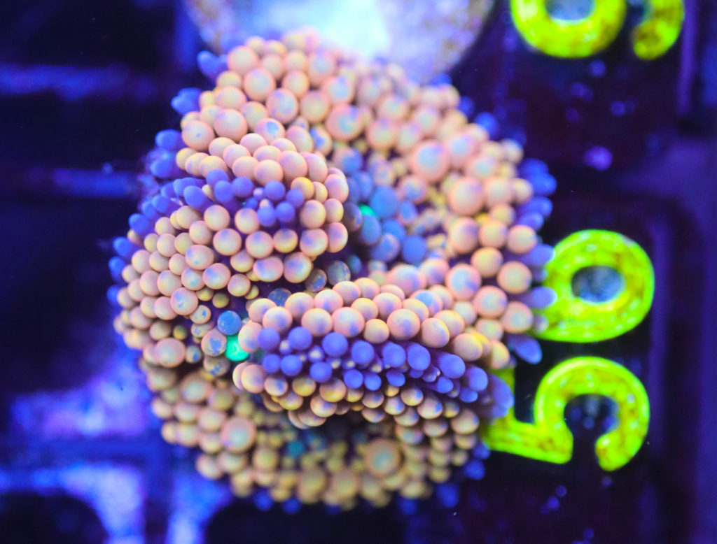 Frag Box Corals