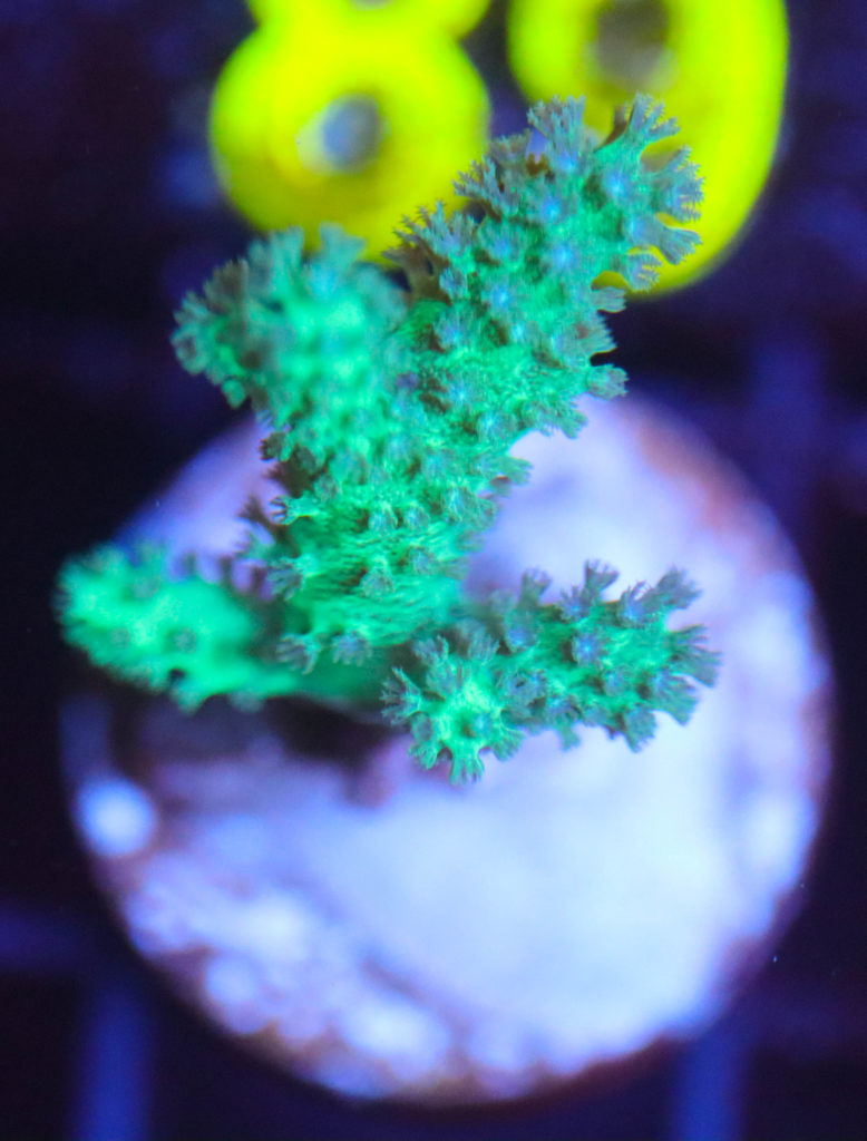 Frag Box Corals