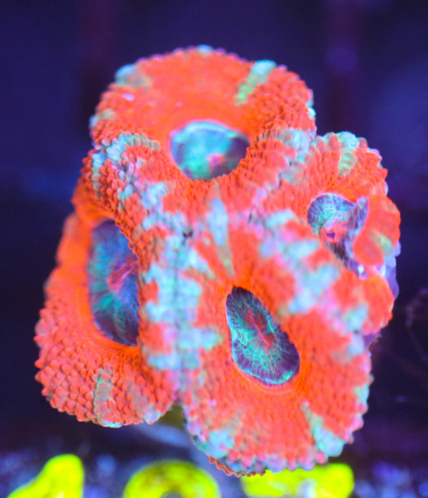 Frag Box Corals