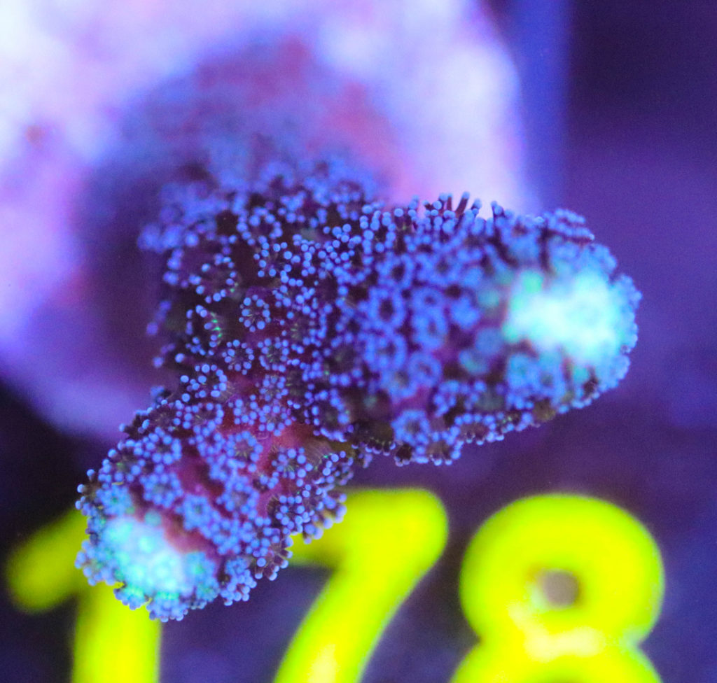 Frag Box Corals