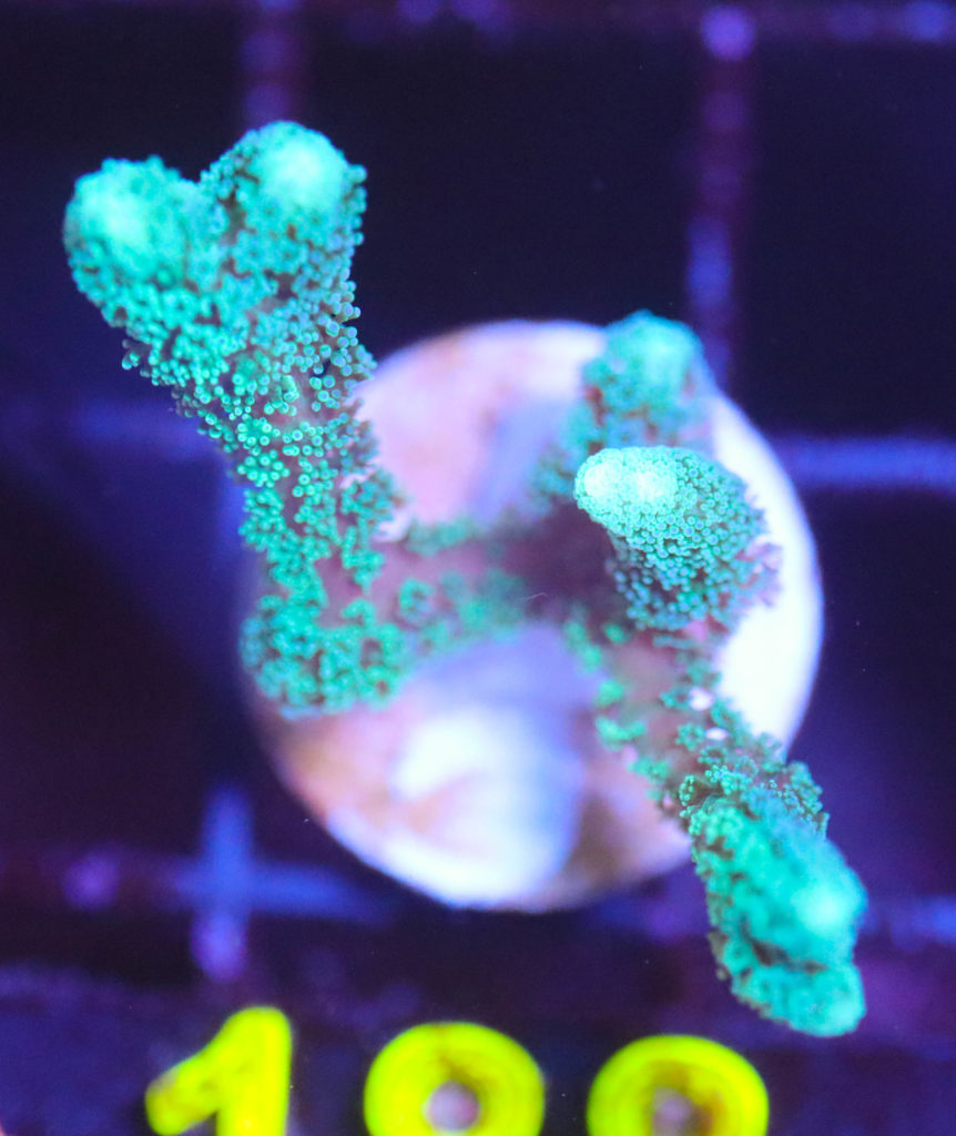 Frag Box Corals
