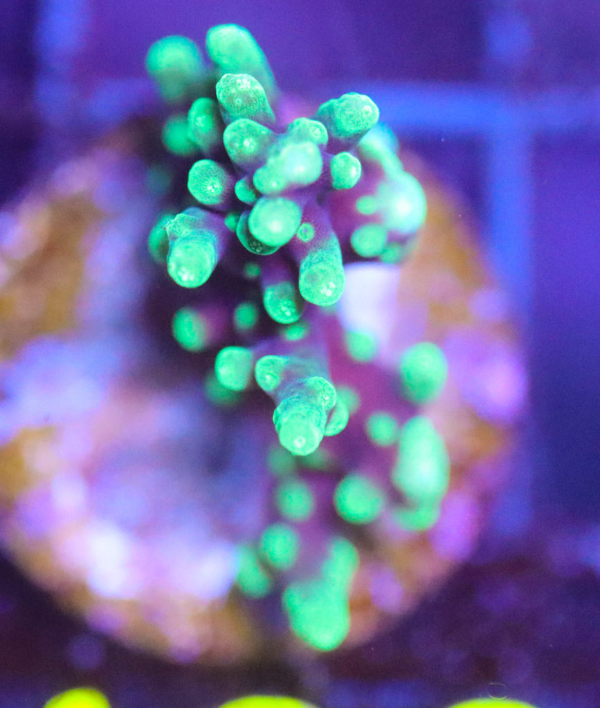 Frag Box Corals