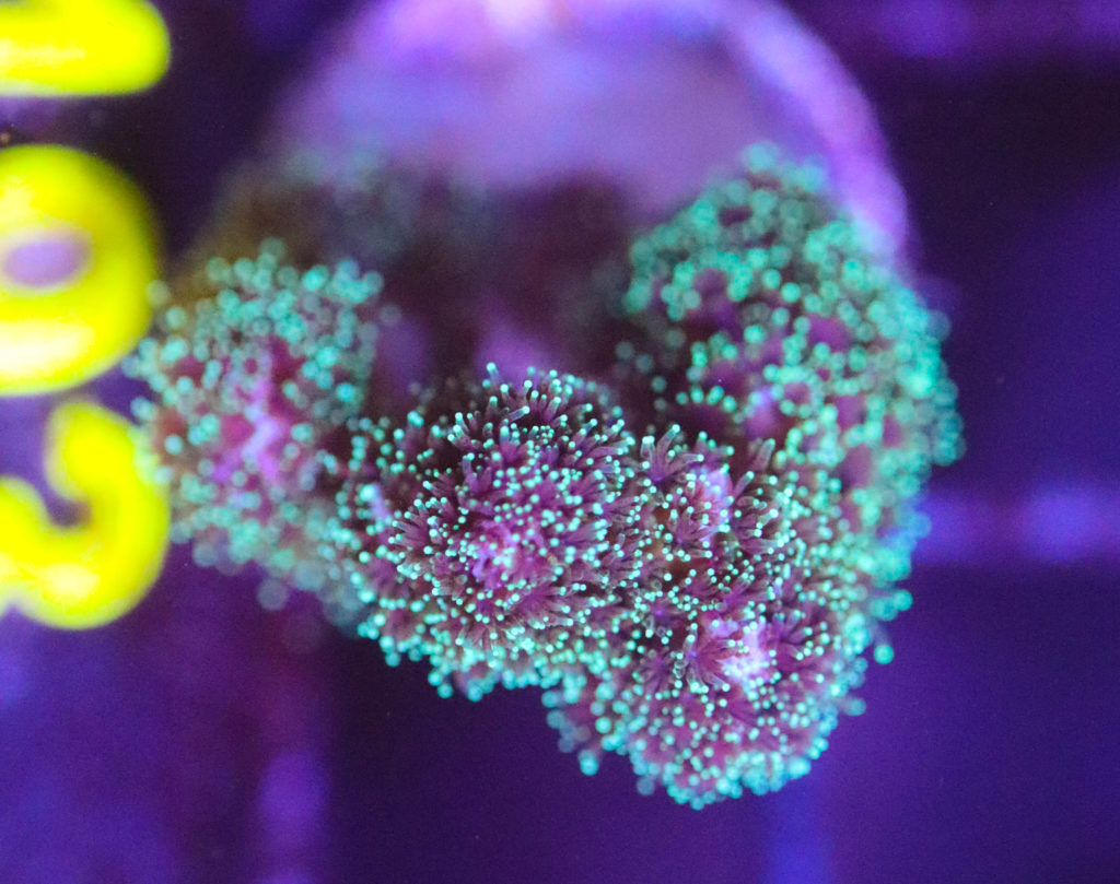 Frag Box Corals