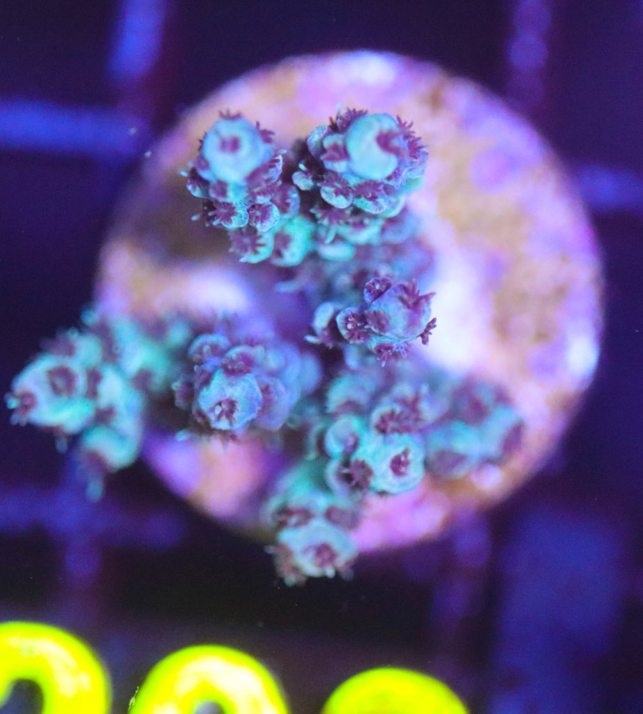 Frag Box Corals