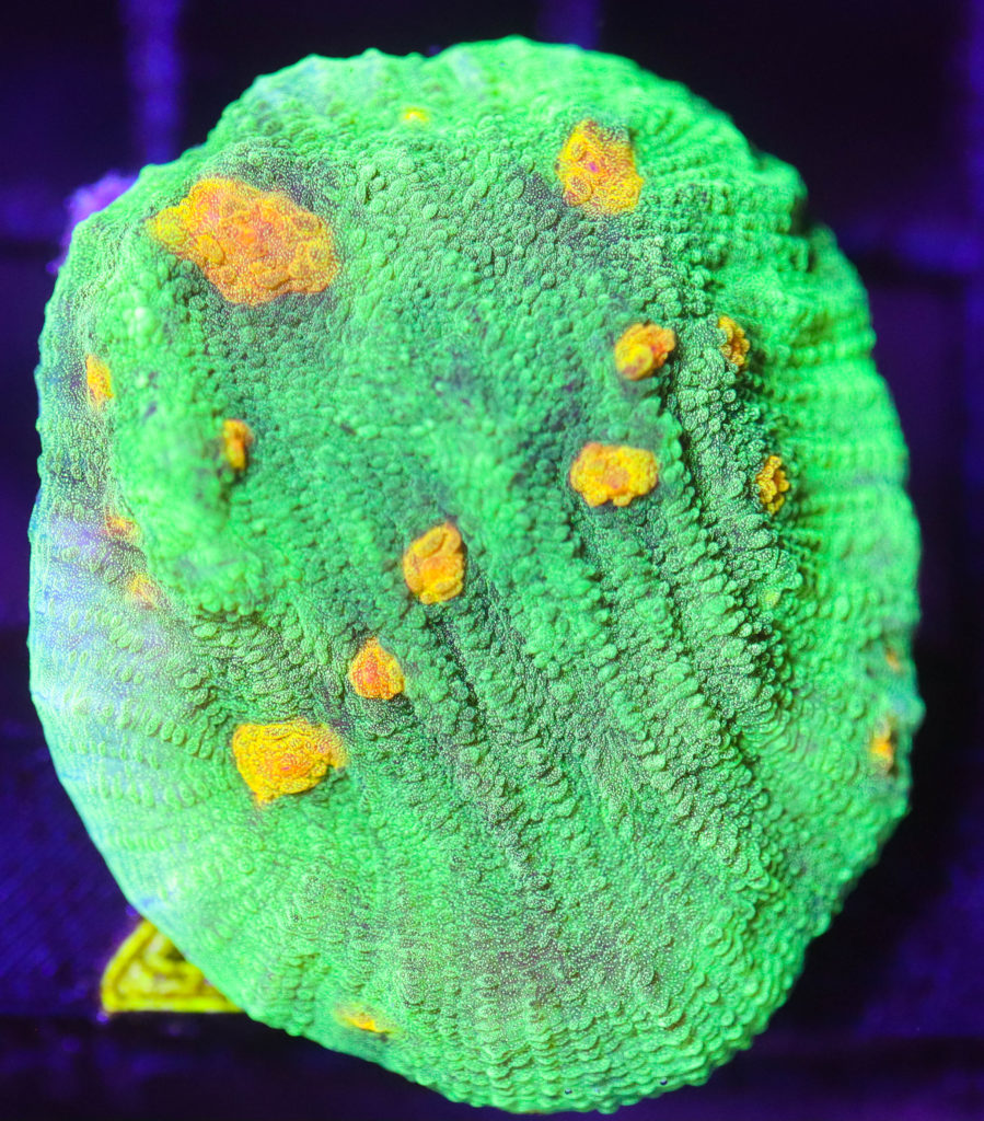 Frag Box Corals