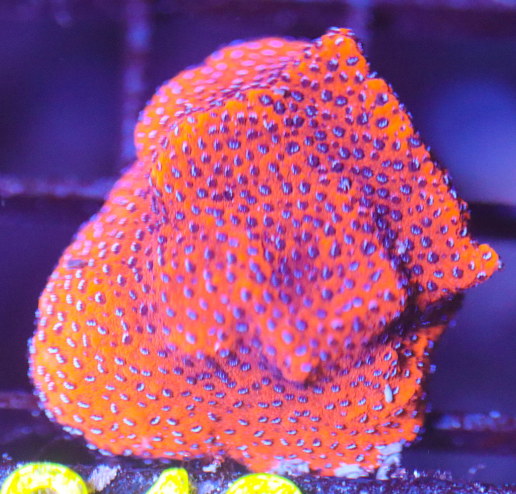 Frag Box Corals