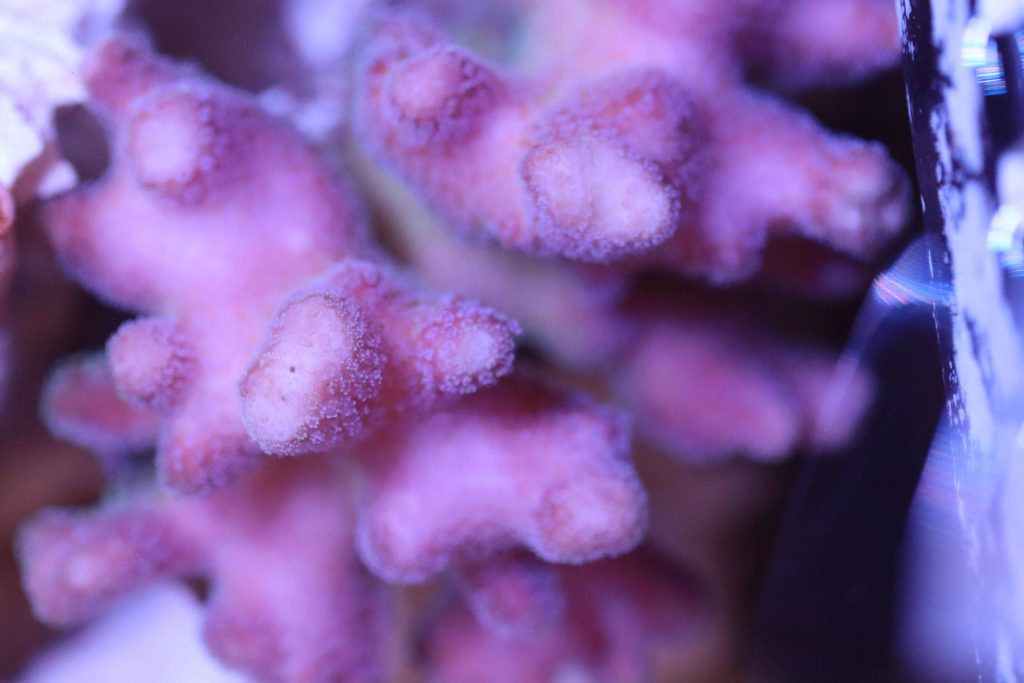 Frag Box Corals