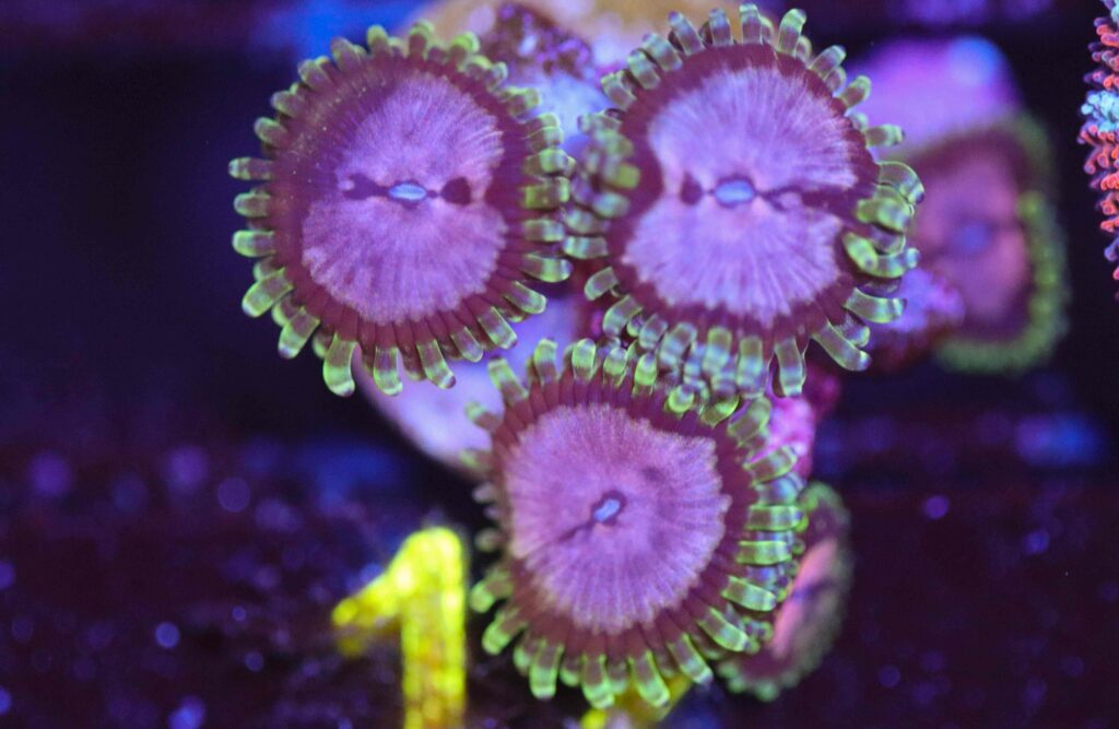 Frag Box Corals
