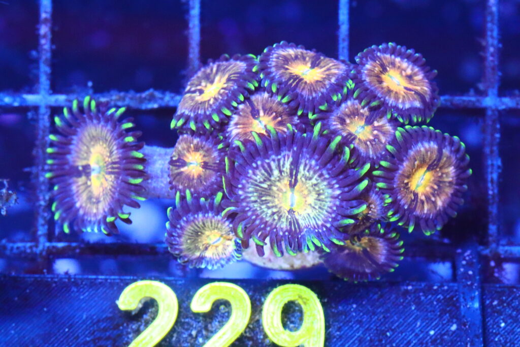 Frag Box Corals