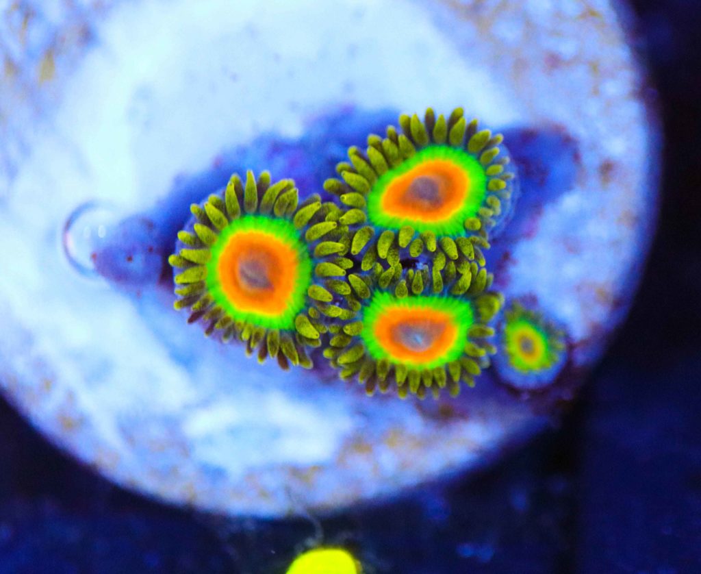 Frag Box Corals