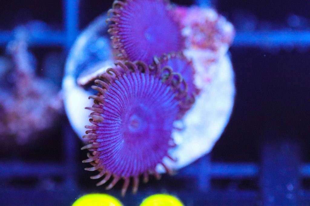 Frag Box Corals
