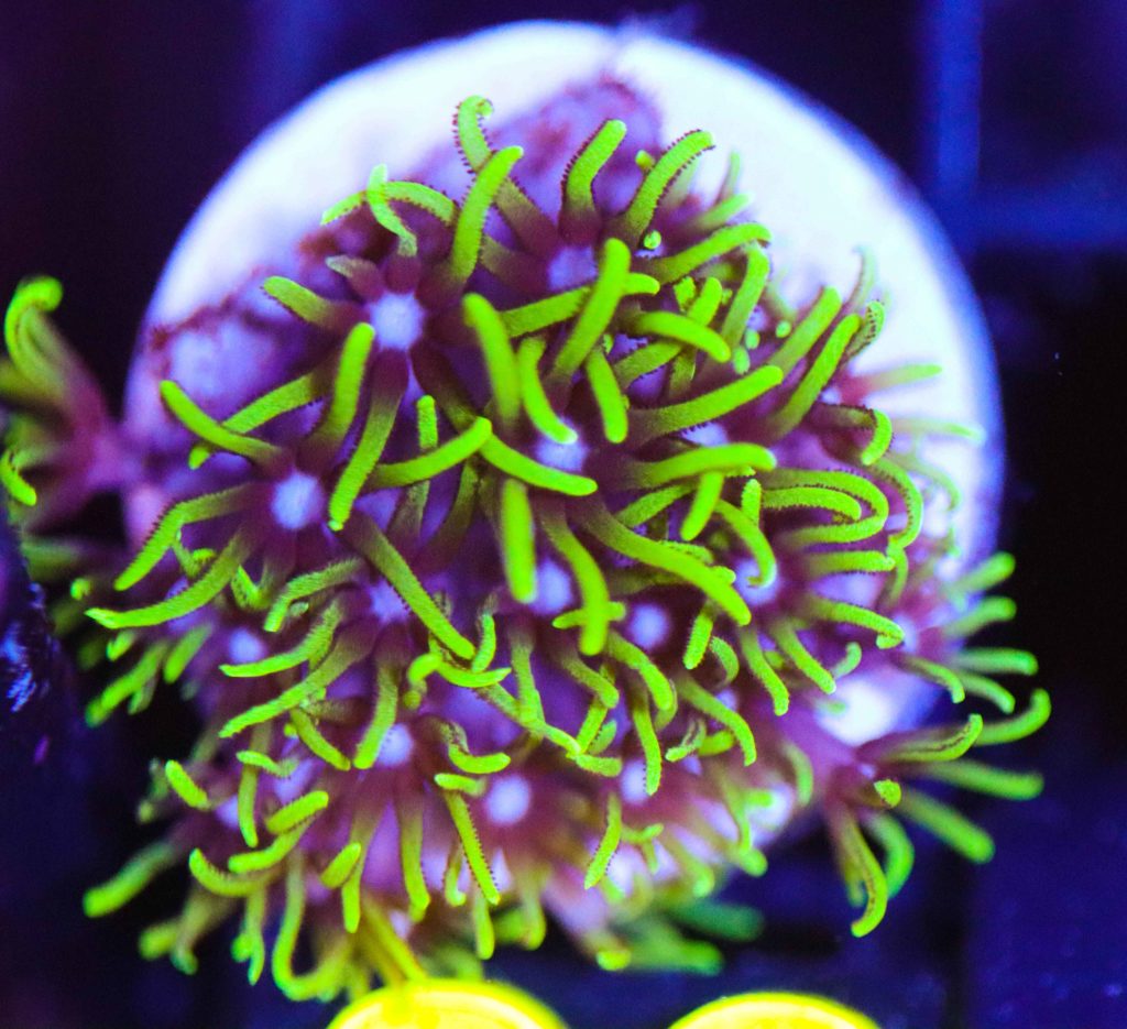 Frag Box Corals