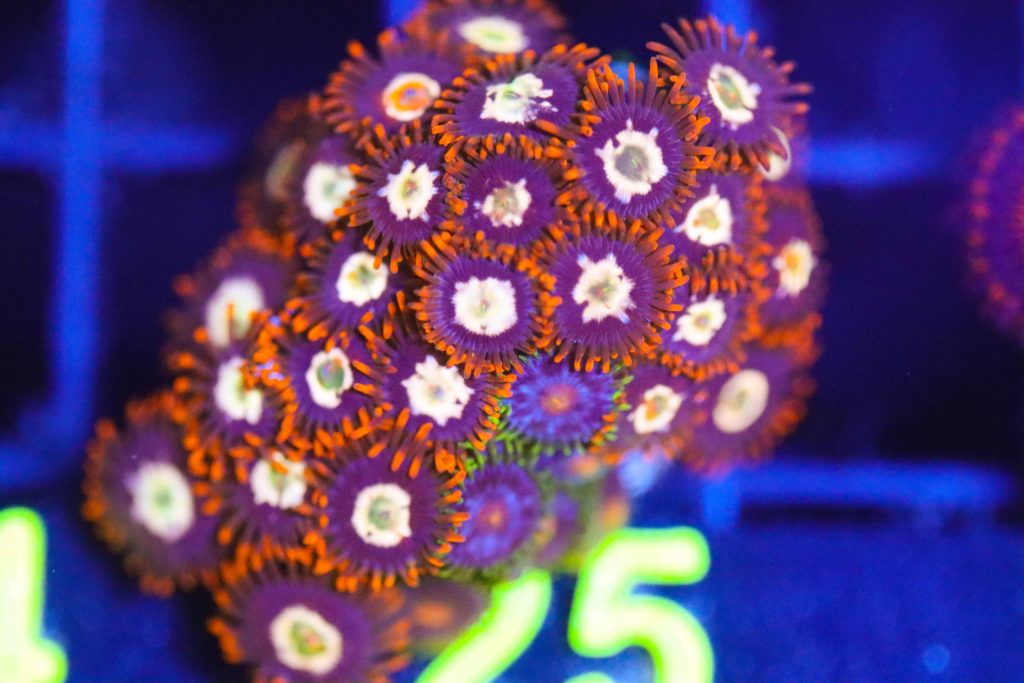 Frag Box Corals