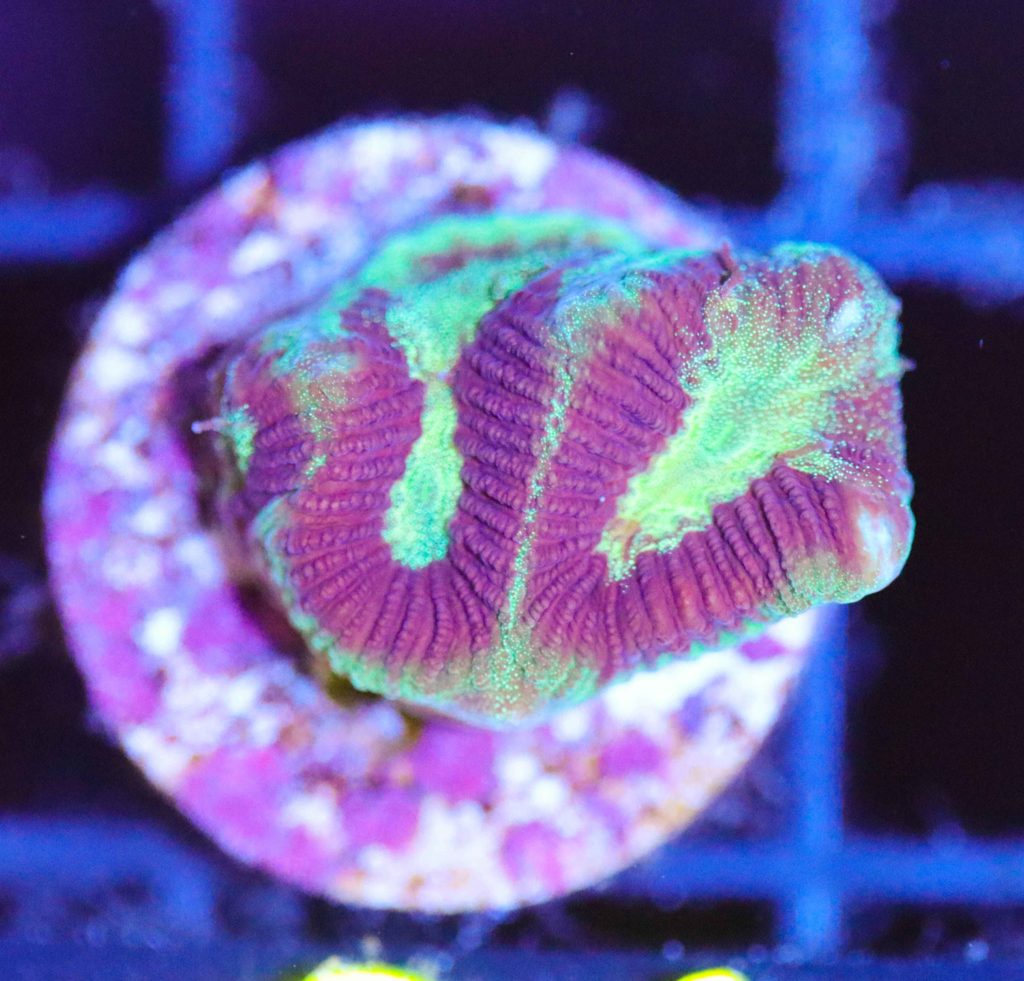Frag Box Corals