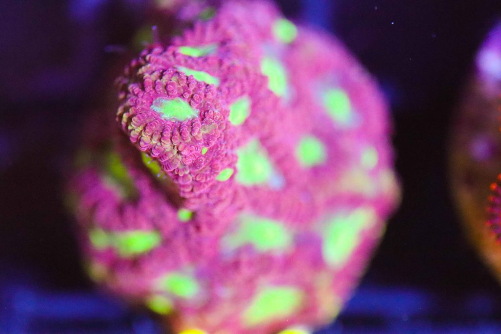 Frag Box Corals