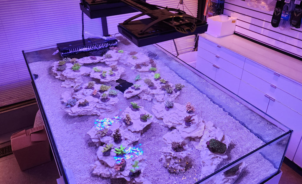 Frag Box Corals