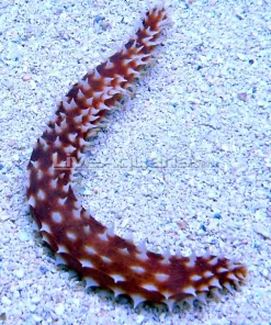 Tiger Tail Sand sifting Cucumber