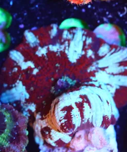 Wysiwyg Large Frosted Red Riding Hood Mushroom [F32]