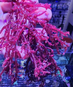 Red Mexicana Macro Algae